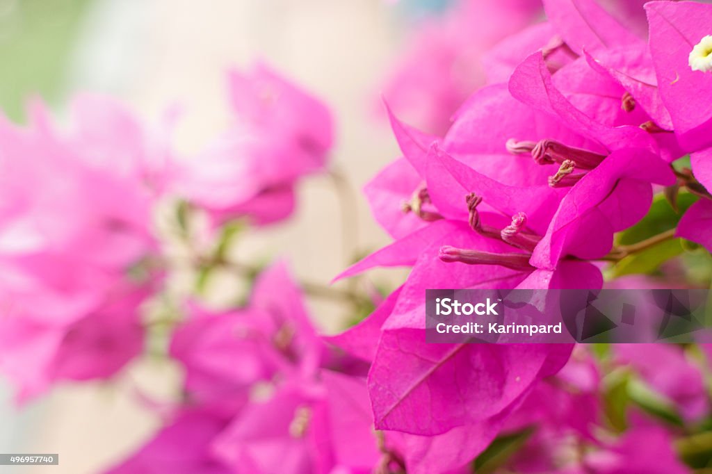 Pink Bougainvillea flowers close up pink Bougainvillea flowers on garden background 2015 Stock Photo