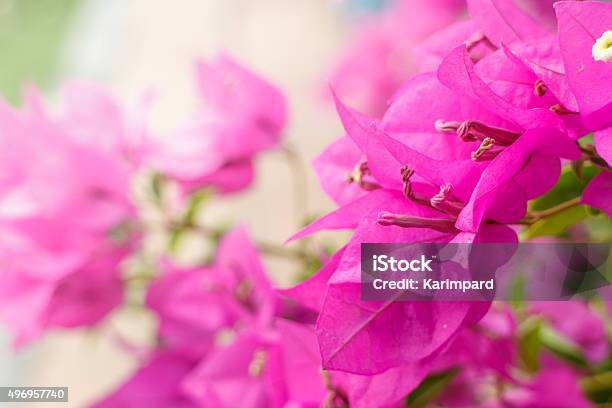 Pink Bougainvillea Flowers Stock Photo - Download Image Now - 2015, Azalea, Backgrounds