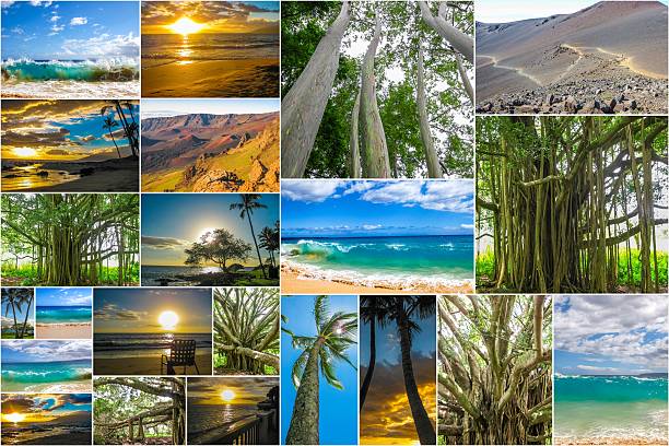 istock Maui Hawaii pictures collage 496957770
