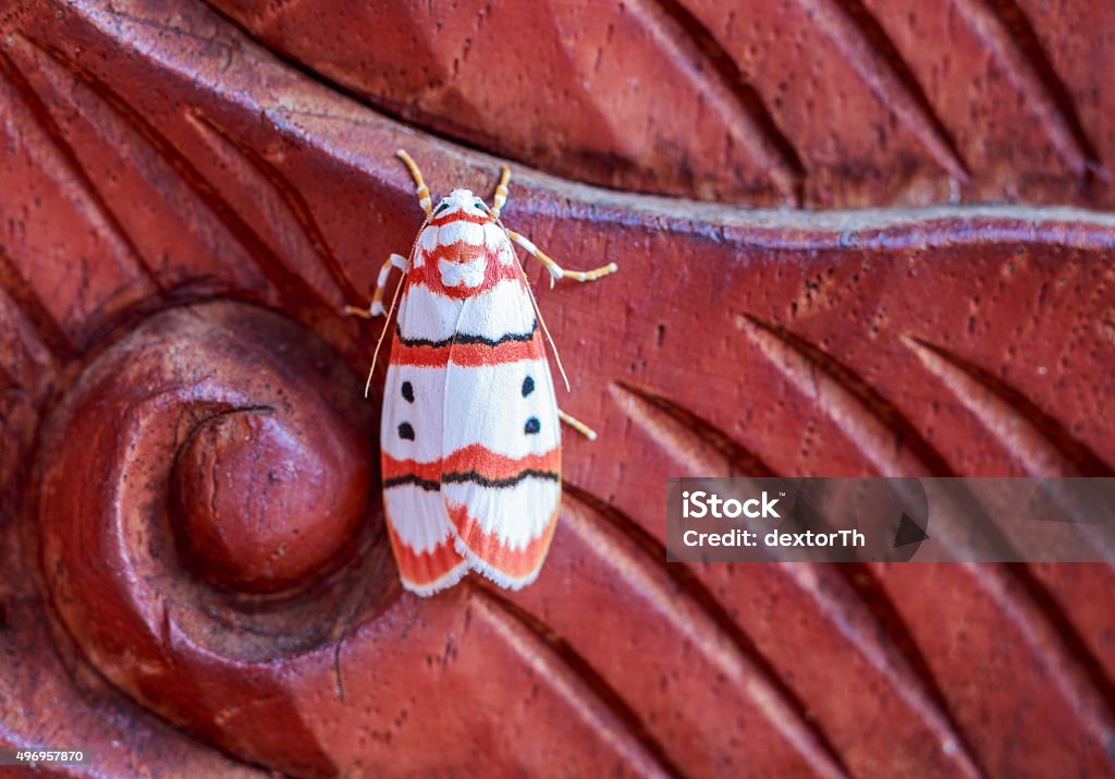 white moth white moth on carving door 2015 Stock Photo