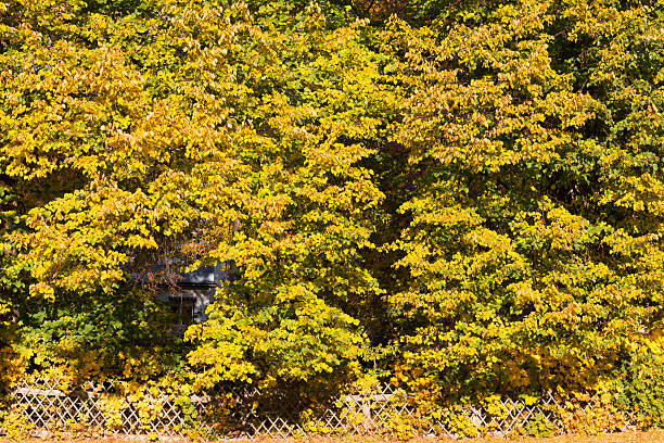Fall color foliage hits Western Pennsylvania.