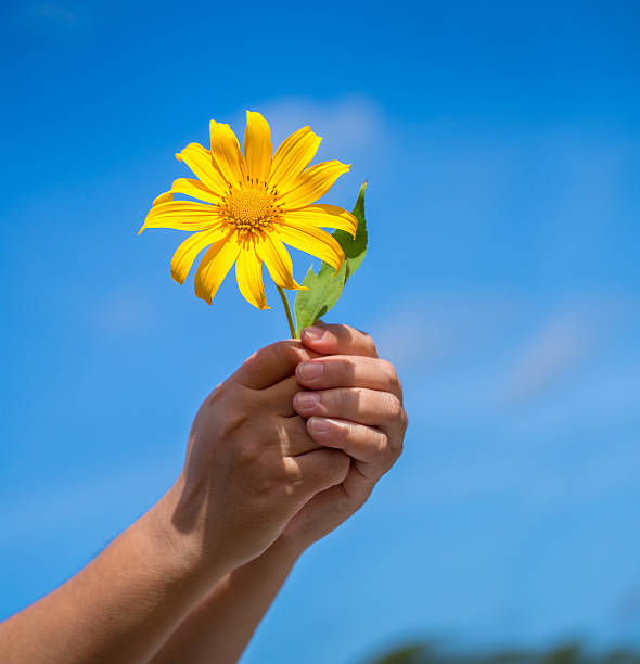 istock beautiful maxican sunflower on the blue sky 496958640
