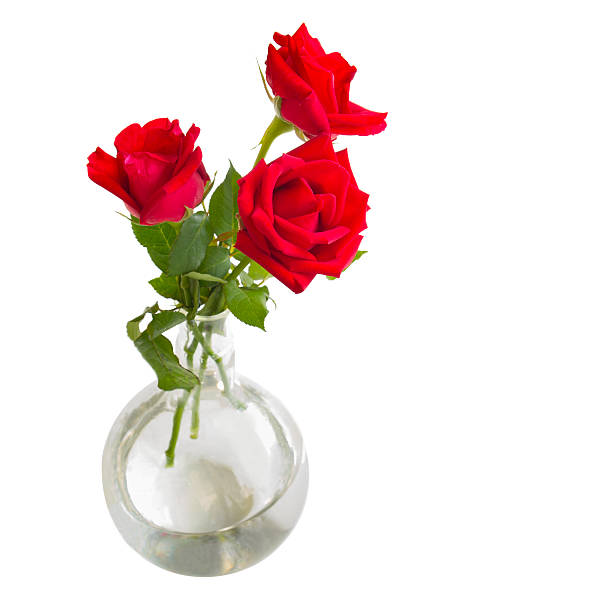 istock red roses flower on the scientific glassware 496958748
