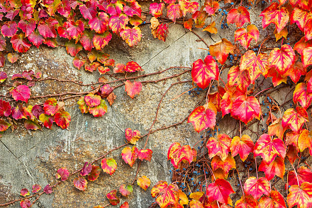 istock Red grape leaves of Virginia creeper 496959182
