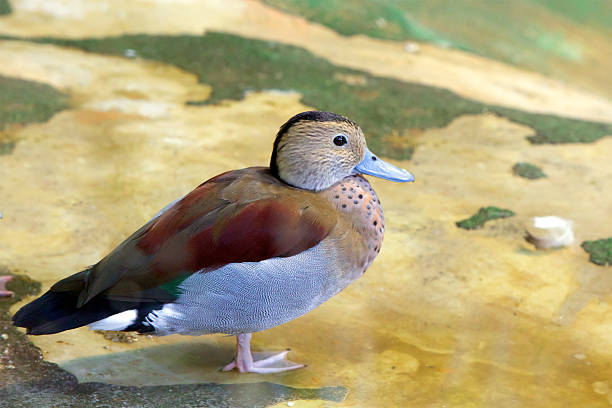 Duck Ringed Teal Ringed Teal is a small waterbird of the family Anatidae. Dwells in South American forests. grey teal duck stock pictures, royalty-free photos & images