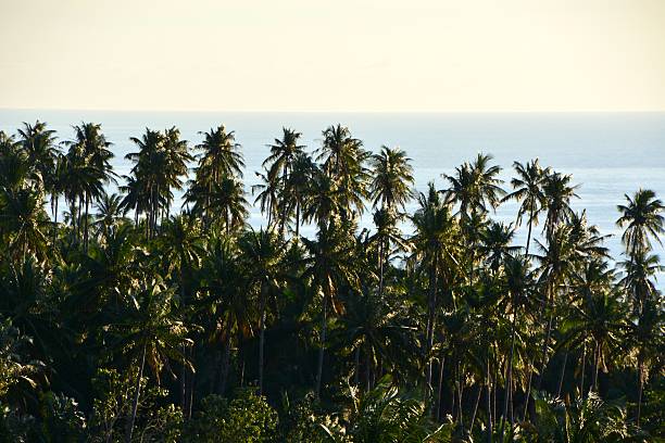 istock Palm trees over lush Camiguin coastline and seascape, Philippines 496959784