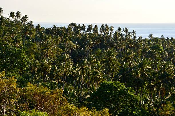 istock Panorama of lush Camiguin coastline and seascape, Philippines 496959826