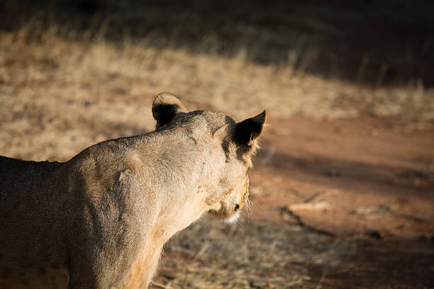 istock African lion is looking away 496959920