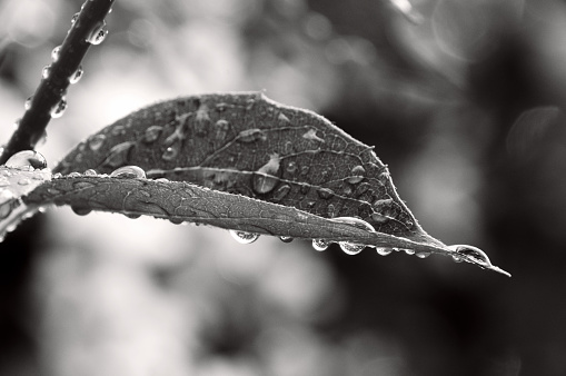 Black and white macro photography of a leaf decorated with lots of water droplets, gathered on it after a light summer rain. 