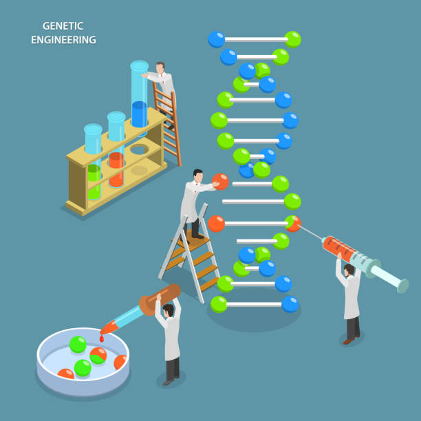 Genetic engineering isometric flat vector concept. Genetic engineering isometric flat vector concept. Scientists in laboratory are changing DNA structure. Medical, biological, molecular research. coil tubing stock illustrations