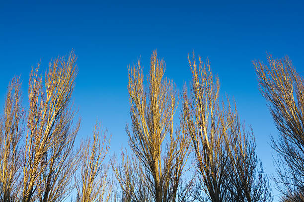 Les branches d'arbres - Photo