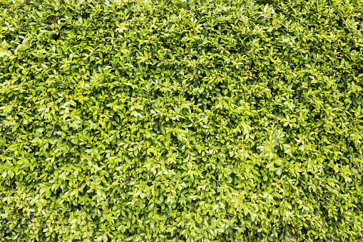 green box hedge background with green leaves