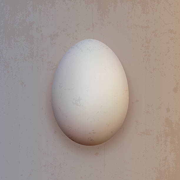realistyczne białe jaja kurze - healthcare and medicine backgrounds eggs animal egg stock illustrations