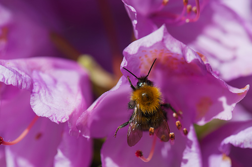 Macro shot of bumblebee and pink flowers of Rhododendron (Roseum Elegans). Shallow depth of field. Blurred background with space for copy.
