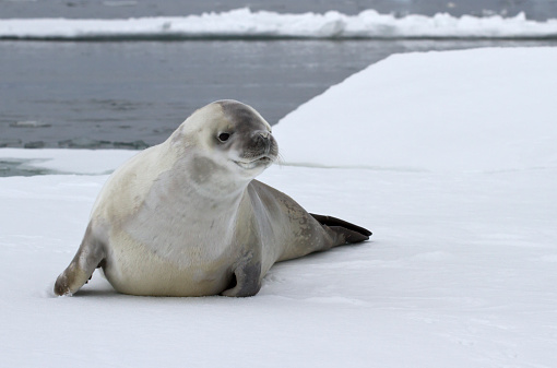 crabeater seal on an ice floe in the Antarctic waters