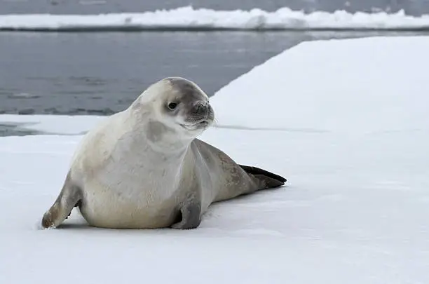 Photo of crabeater seal on an ice floe in the Antarctic