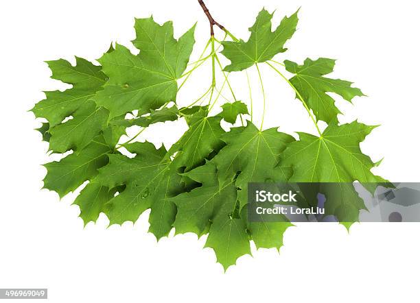 Branch With Green Leaves Isolated On White Background Stock Photo - Download Image Now