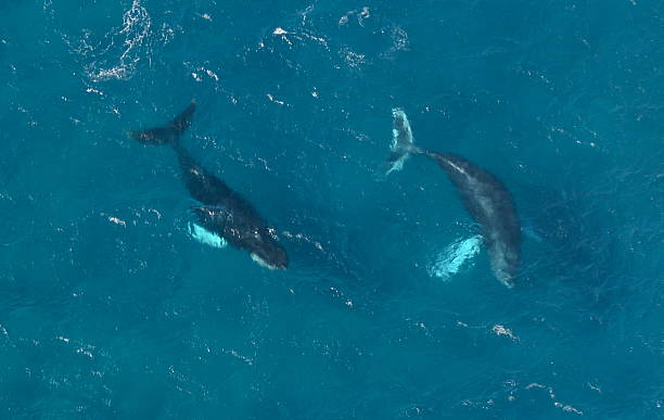 Des baleines à bosse - Photo