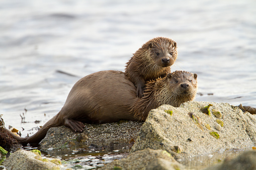 European otters (Lutra lutra), mother with a cub on shoreline, Shetland, Scotland.