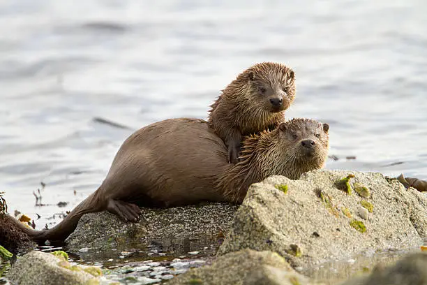 Photo of European otters (Lutra lutra), mother and cub
