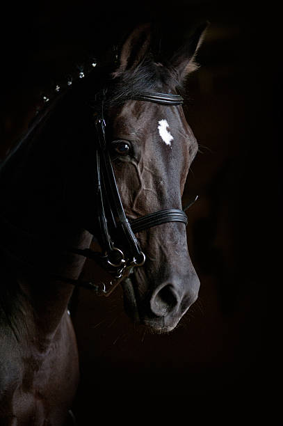 istock dressage horse 496972053