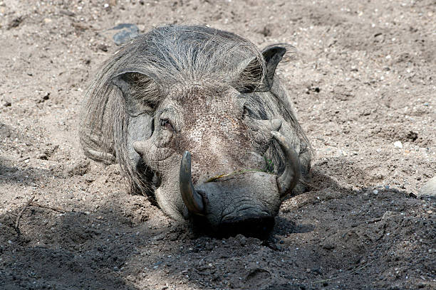 warzenschwein im arena - schlafend fotografías e imágenes de stock