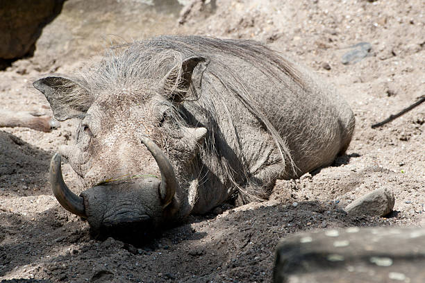 warzenschwein - schlafend imagens e fotografias de stock