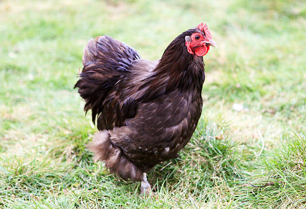 istock Orpington chicken running in the field 496973301