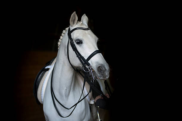 istock white dressage horse 496973773
