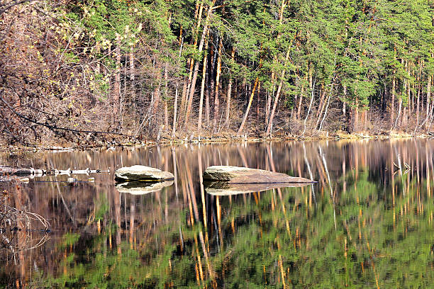 istock Bank of a forest lake 496974240