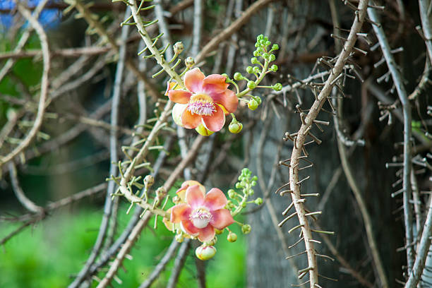 istock Canon-ball tree, pink flower 496974306