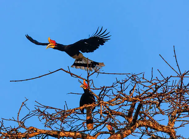 Photo of Pair of hornbills over the jungle at dawn