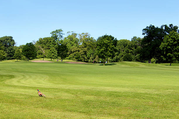 istock Image of cock pheasant walking across golf course in morning 496974559