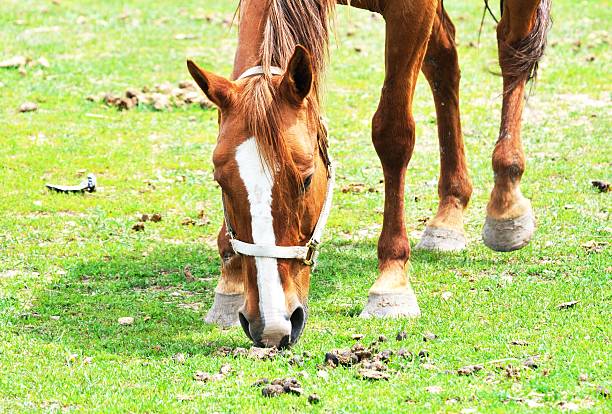 grazing cavalo - horse dung - fotografias e filmes do acervo