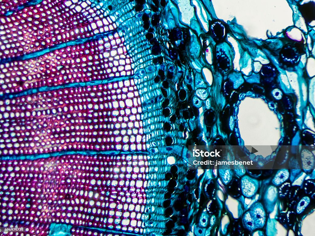 Pine Stängel auf Mikroskop - Lizenzfrei Querschnitt Stock-Foto