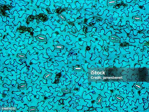 Faba Blatt Muster Auf Allen Mikroskop Stockfoto und mehr Bilder von Pferdebohne - Pferdebohne, Spaltöffnung, Biologie