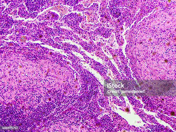Dog Spleen Tissue Seen On Microscope Stock Photo - Download Image Now - Mobile Phone, Biological Cell, Microscope