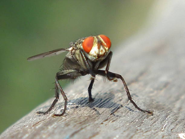 istock Fly sitting on wood close up 496975254