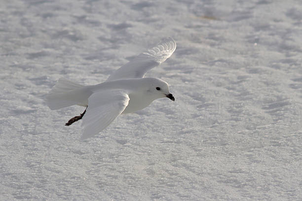 petrel de las nieves que vuela sobre las llanuras nival - tony snow fotos fotografías e imágenes de stock