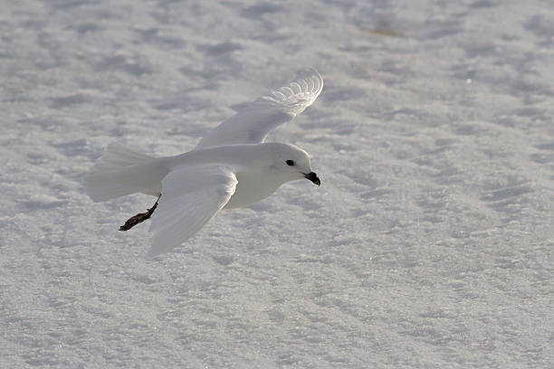 fulmar-das-neves que voa sobre o nevadascomment planícies - tony snow fotos imagens e fotografias de stock