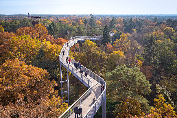 Beautiful Canopy Walkway Beelitz, Germany - November 1, 2015: View to the beautiful canopy walkway between trees in the canopy of a forest near the little town Beelitz, in Brandenburg, Germany. It is a very colorful autumn day with lush foliage. Typical for the treetop walk is mostly linked up with platforms inside or around the trees, with a old Tower seen in background.  beelitz stock pictures, royalty-free photos & images