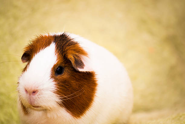 istock Guinea pig on a green background 496975870