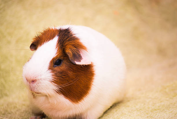 istock Guinea pig on a green background 496975902