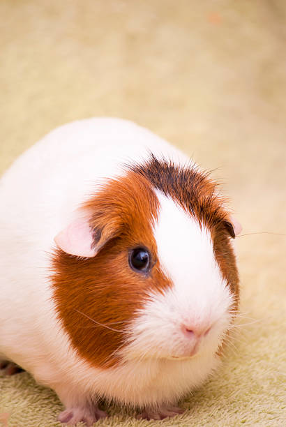 istock Guinea pig on a green background 496975930