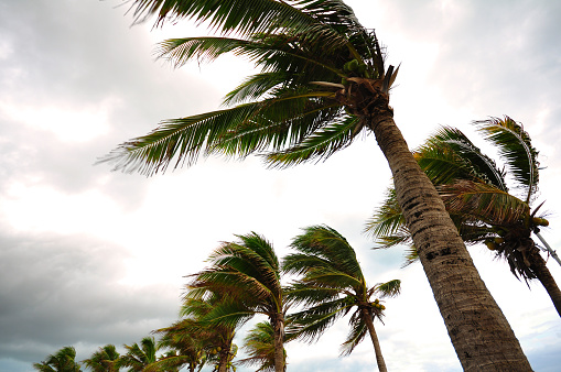 Palm tree del huracán photo