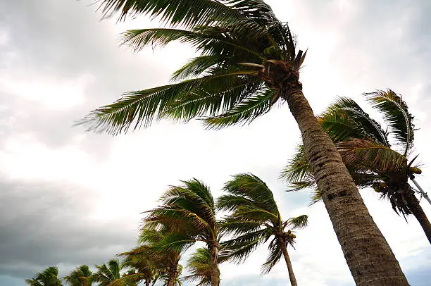 Photo of Palm tree at the hurricane
