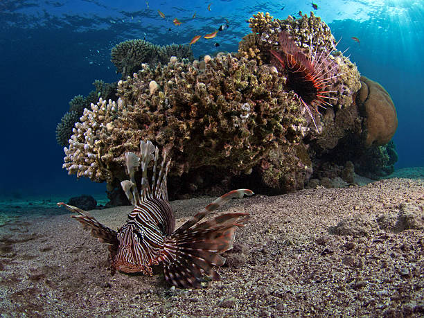 istock Common lionfish in front of a coral rock (Pterois volitans) 496976316