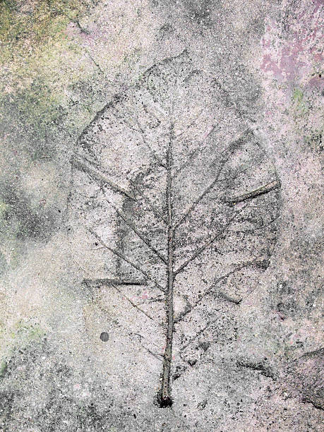 istock marks of leaf on the concrete pavement 496976926