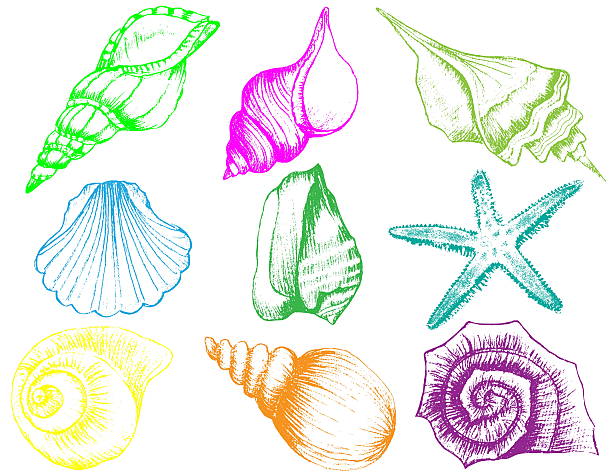 Cauri Shell Drawing 470+ Cowry Shells Stock Illustrations, Royalty-Free Vector Graphics ...