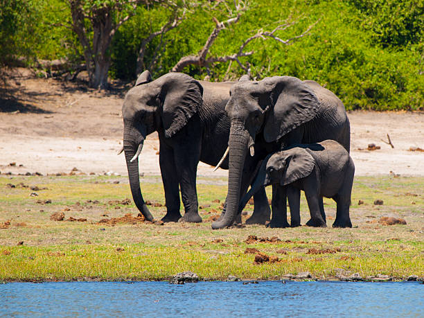 istock Elehpant family at the river 496977314